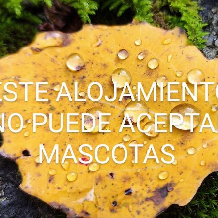 Appartamento Pleta del Mont Atico Benasque Esterno foto